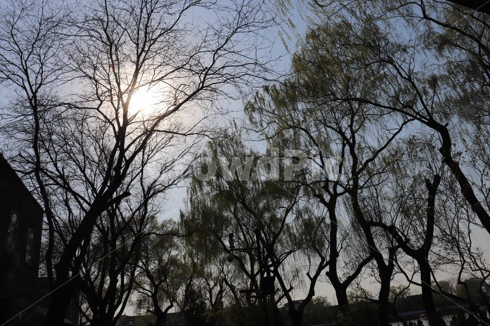 나무,봄,햇빛,여름,태양,풍경,자연,풍경,nature,landscape,나무,trees,wood,tree,plant,식물,light,빛,flare,플레어