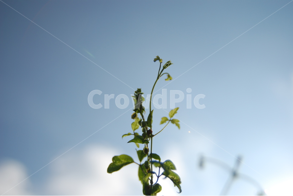 식물,잡초,녹색,하늘,파란,식물,자연,plants,nature