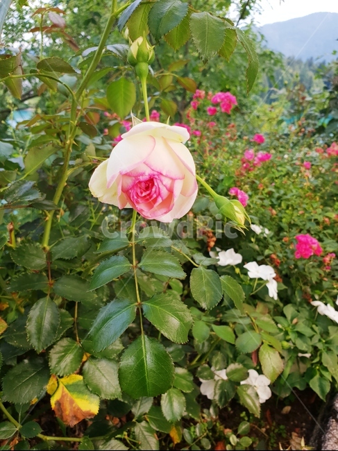 꽃,식물,자연,flower,nature,야생화,식물,자연,plants,nature,꽃,flower