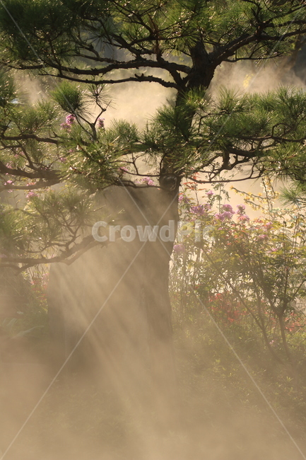 물안개,빛내림,풍경,소나무,빛,여름소경,자연,풍경,nature,landscape,식물,plants,나무,trees,wood,weather,날씨