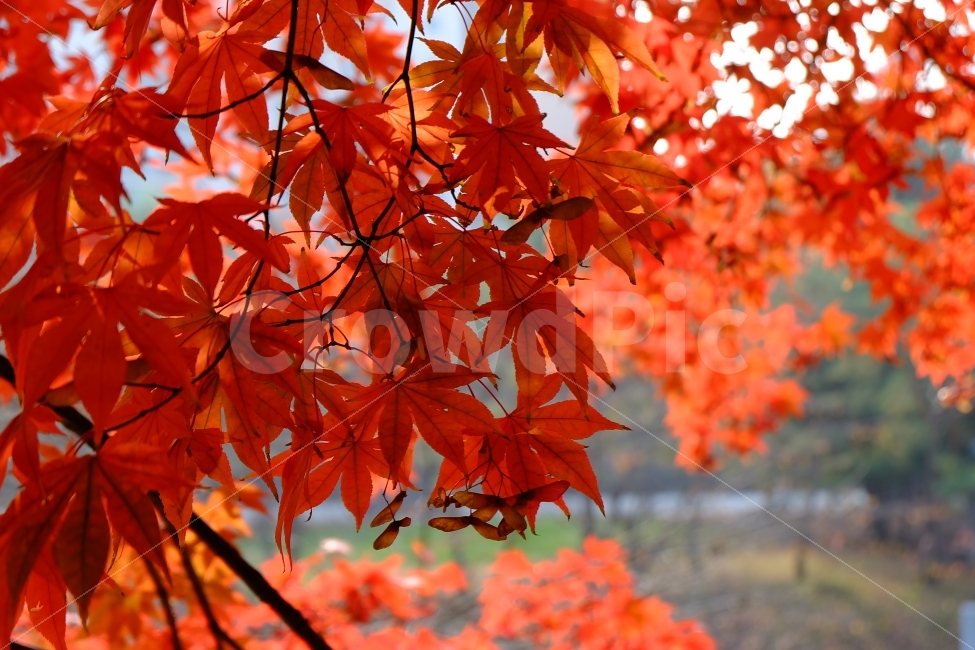분당,중앙공원,단풍,가을,빨강,공원,식물,자연,plants,nature,가을,계절,fall,autumn,season,plant,leaf,잎,tree,나무,maple