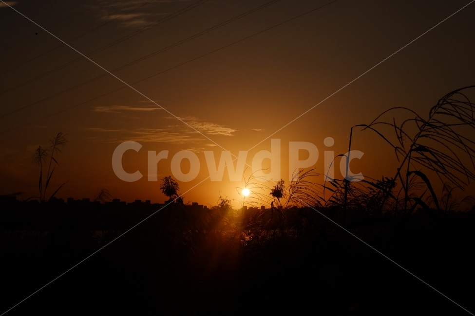 일몰,억새,한강,풍경,자연,자연,풍경,nature,landscape,light,빛,flare,플레어,sunlight,햇빛,outdoors,옥외