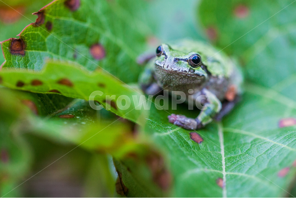 forg,개구리,청개구리,동물,양서류,동물,animal,파충류,양서류,reptile,amphibian