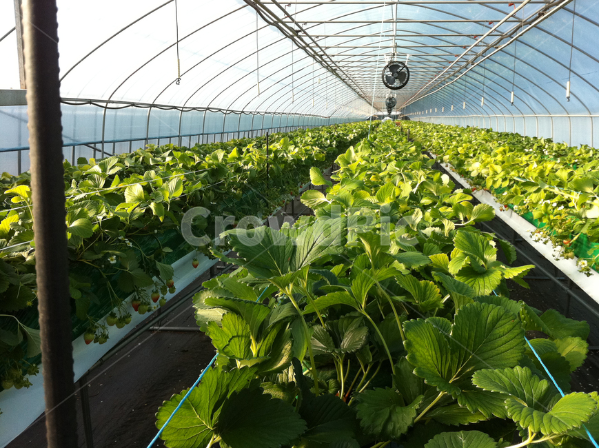 온실,딸기밭,식물,greenhouse,농업,농사,농업,농사,agriculture,farming,farming industry