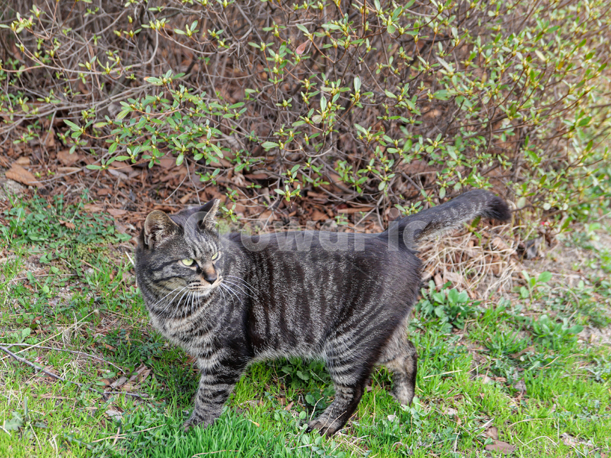 애완동물,cat,고양이,pet,길고양이