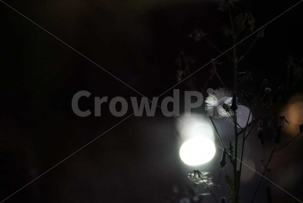 꽃,밤,조명,식물,민들레씨,바탕화면,배경화면,야경,밤,풍경,nightscape,night,landscape,식물,자연,plants,nature,꽃,flower,plant