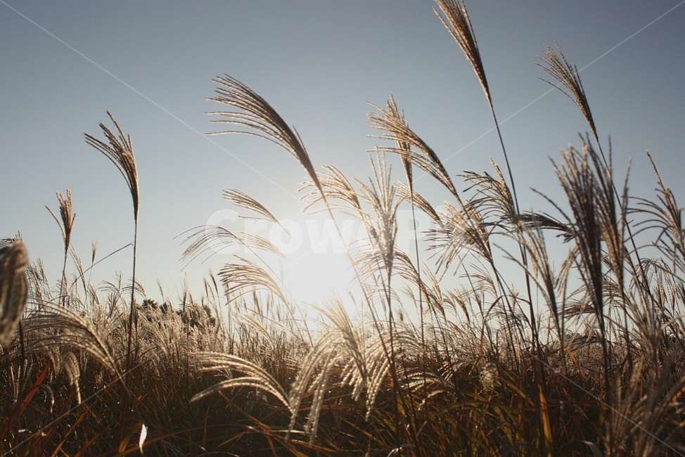 가을,갈대,하늘공원,햇빛,식물,가을,계절,fall,autumn,season,grass,잔디,plant,lawn,reed