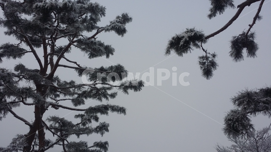 tree,나무,plant,식물,winter,겨울,snow,눈,pinetree,소나무,겨울,계절,winter,season,식물,자연,plants,nature,나무,trees,wood