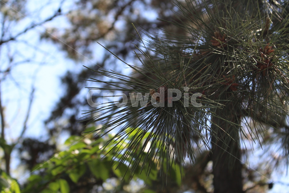 소나무,식물,나무,tree,plant,outdoor,공원,옥외,야외,솔잎,자연