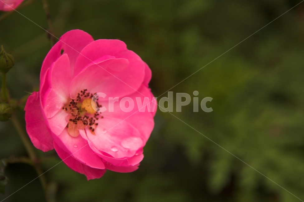 꽃,야생화,빨간꽃,분홍꽃,꽃망울,식물,자연,plants,nature,꽃,flower