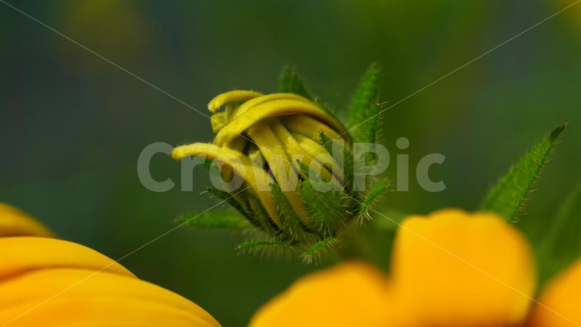 루드베키아,꽃,플라워,식물,자연,flower,nature,꽃봉오리,꽃사진,접사,macro,풍경,landscape,노랑,노란색,yellow,plants,스냅,스냅사진,snap,snapshot,식물,자연,plants,nature,꽃,flower