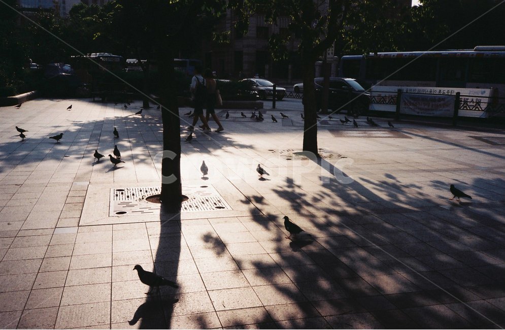 비둘기,그림자,명동,풍경,공간,도시,풍경,city,landscape,한국도시풍경,한국도시경관,korea cityscape,동물,animal,조류,새,birds,path,통로