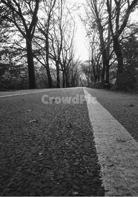 나무들,타맥,아스팔트,벤치,가로등,식물,자연,풍경,nature,landscape,흑백,모노톤,monochrome,black and white,asphalt