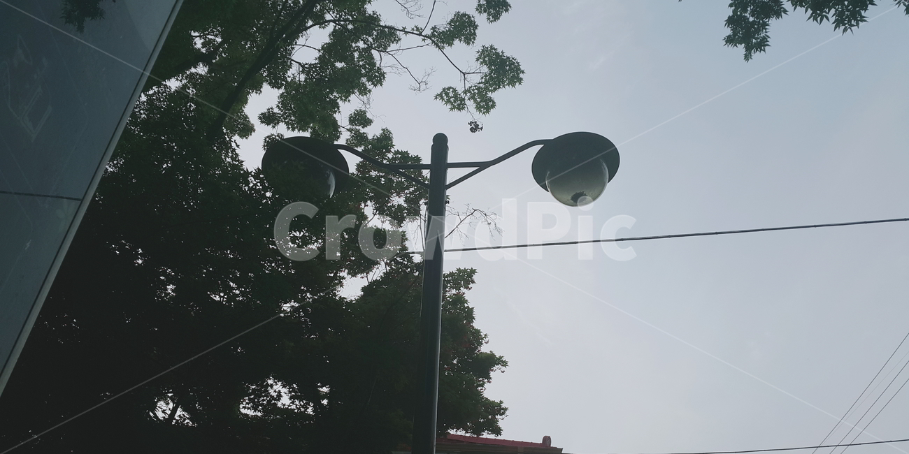 가로등,하늘,나무,공원,전기줄