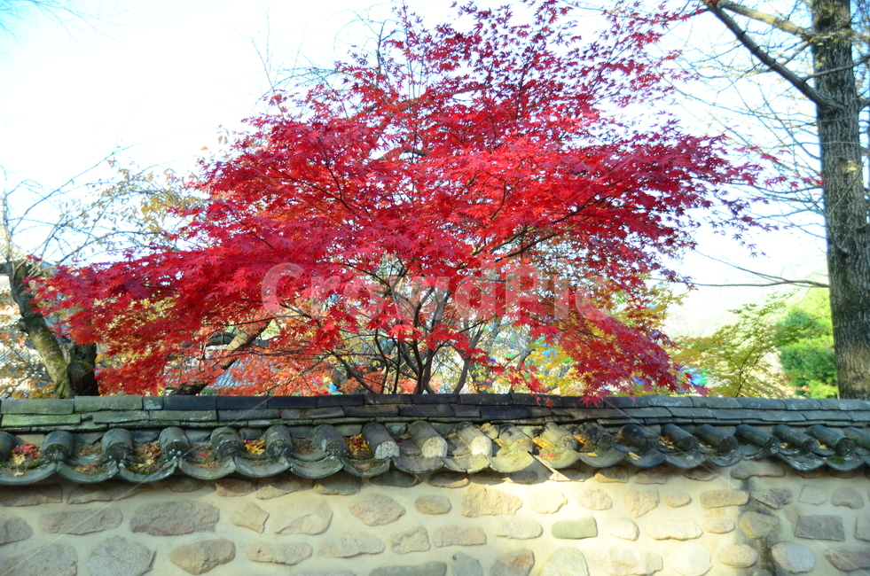 단풍나무,단풍나뭇과,가을,가을단풍,산,자연,autumn,가을,계절,fall,autumn,season,한국전통,한국문화,korean traditional,korean culture,tree,나무,plant,식물,maple,단풍