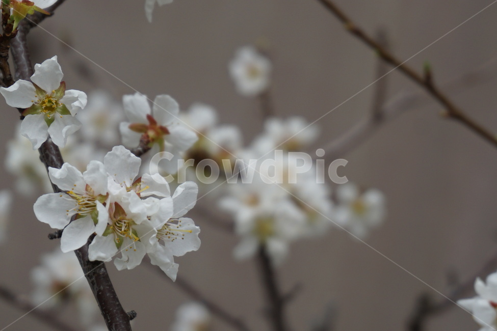 봄꽃,흰꽃,설유화,조팝나무꽃,봄,조팝나무,3월,봄,계절,spring,season,식물,자연,plants,nature,꽃,flower,plant