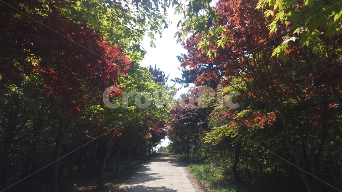 tree,나무,plant,식물,단풍,가을,가을산,단풍구경,등산,산행,등산중,울긋불긋,아름다움,힐링,상쾌함,즐거움,나무,trees,wood