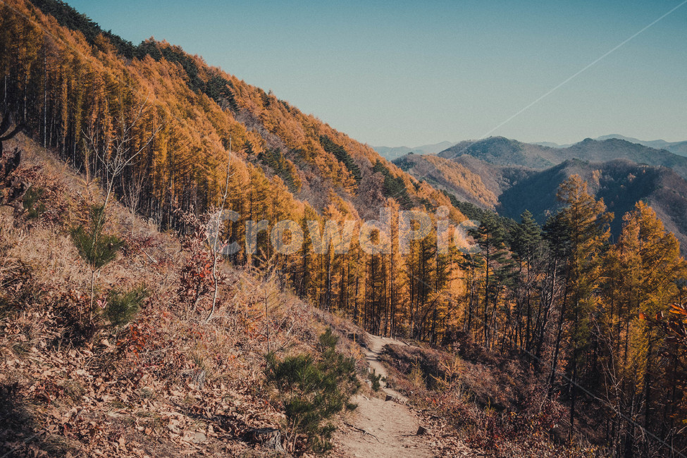 자연,산,나무,낙엽,등산,가을,계절,fall,autumn,season,자연,풍경,nature,landscape,한국자연풍경,한국자연경관,korea nature landscape,tree,plant,식물,conifer,구과 식물