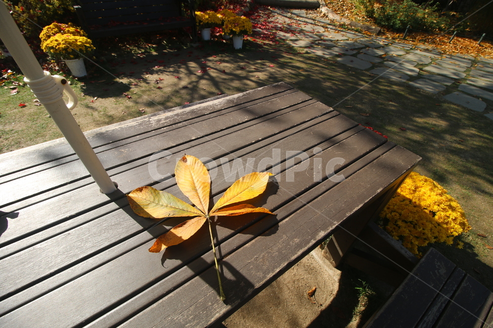 가을,잎,단풍,산책로,plant