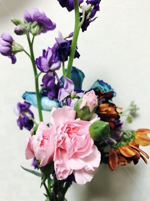 plant,식물,blossom,꽃,flower,장미,꽃다발