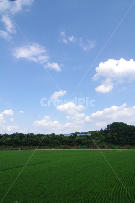 논,벼,쌀,구름,하늘,파란하늘,맑음,plant,식물,outdoors,옥외,nature,자연
