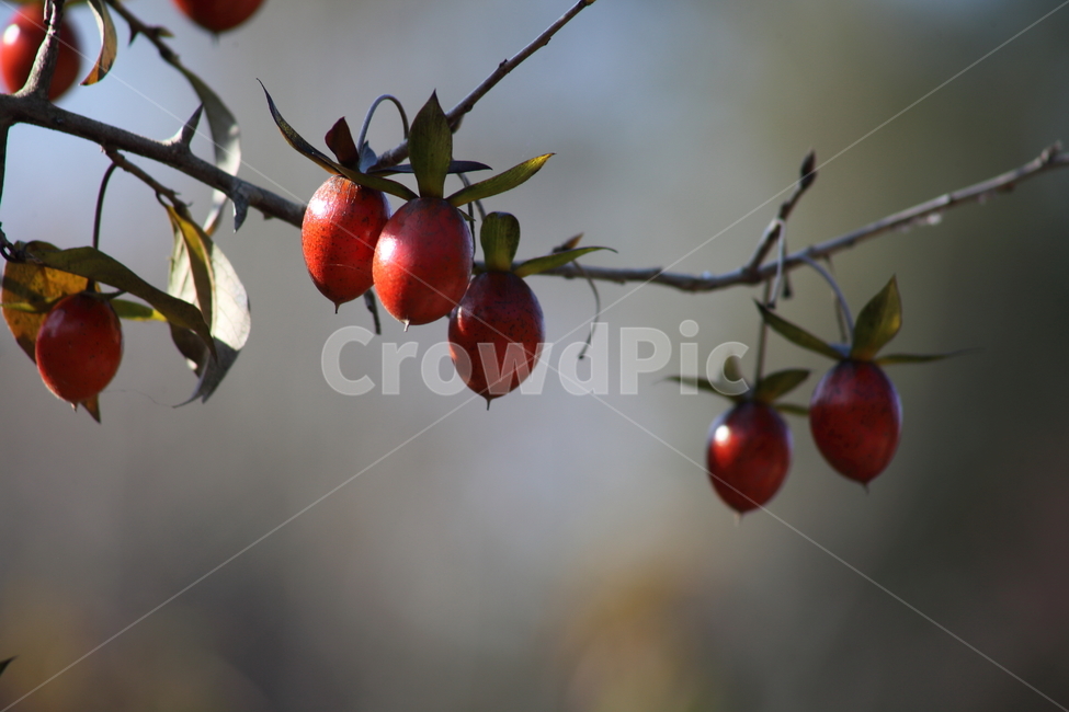 노아시나무,열매,감나무과,식물,가을,감나무,감,홍시,가을,계절,fall,autumn,season,식물,자연,plants,nature,과일,열매,fruit,plant,food,음식