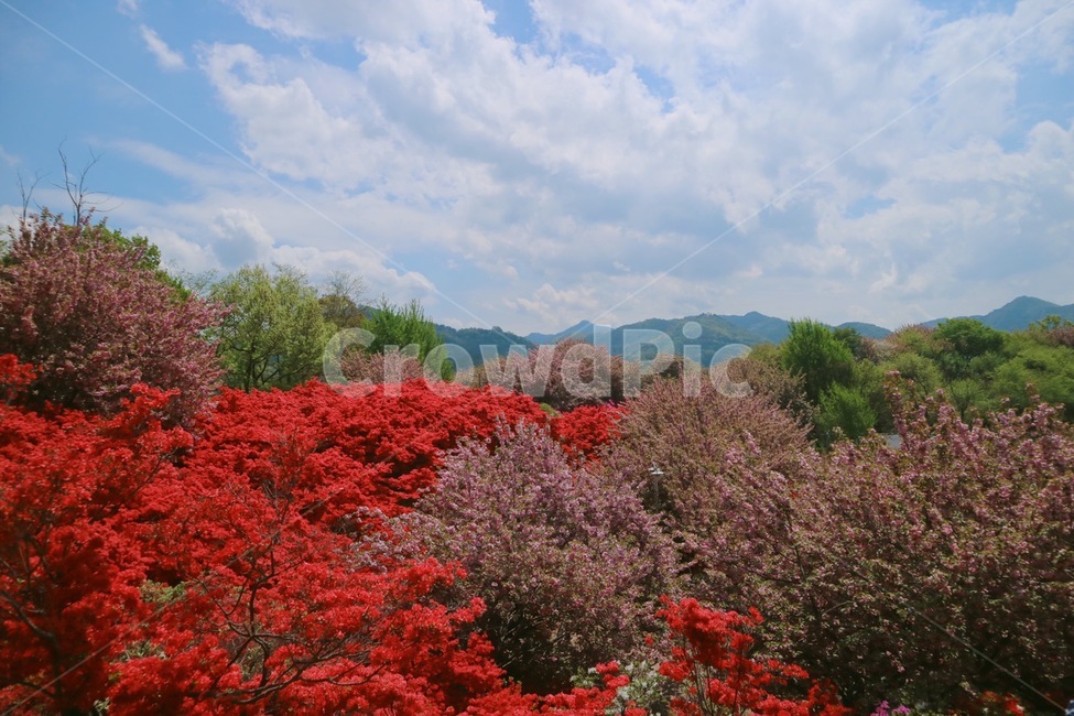겹벚꽃,진달래,꽃,봄,flower,꽃동산,하늘,구름