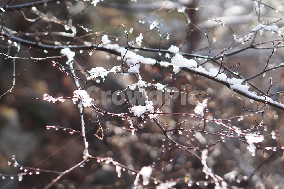 빛망울,보케,물방울,빛,풍경,나무,겨울,햇빛,겨울,계절,winter,season,식물,자연,plants,nature