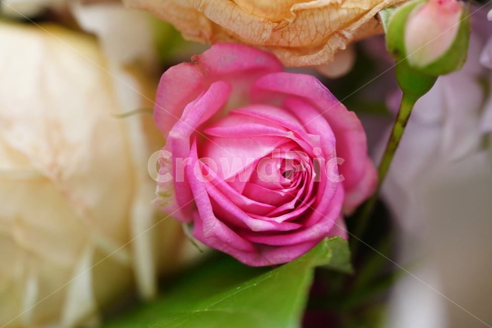 꽃,축하,꽃다발,식물,flower,색감,컬러,플라워,접사,감성,생물,감사,마음,꽃,flower