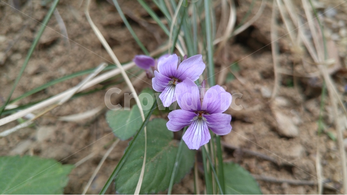제비꽃,보라색,자연,계절,봄,녹색,꽃,봄꽃,들꽃,식물,봄,계절,spring,season,식물,자연,plants,nature,꽃,flower,geranium,제라늄,blossom,plant