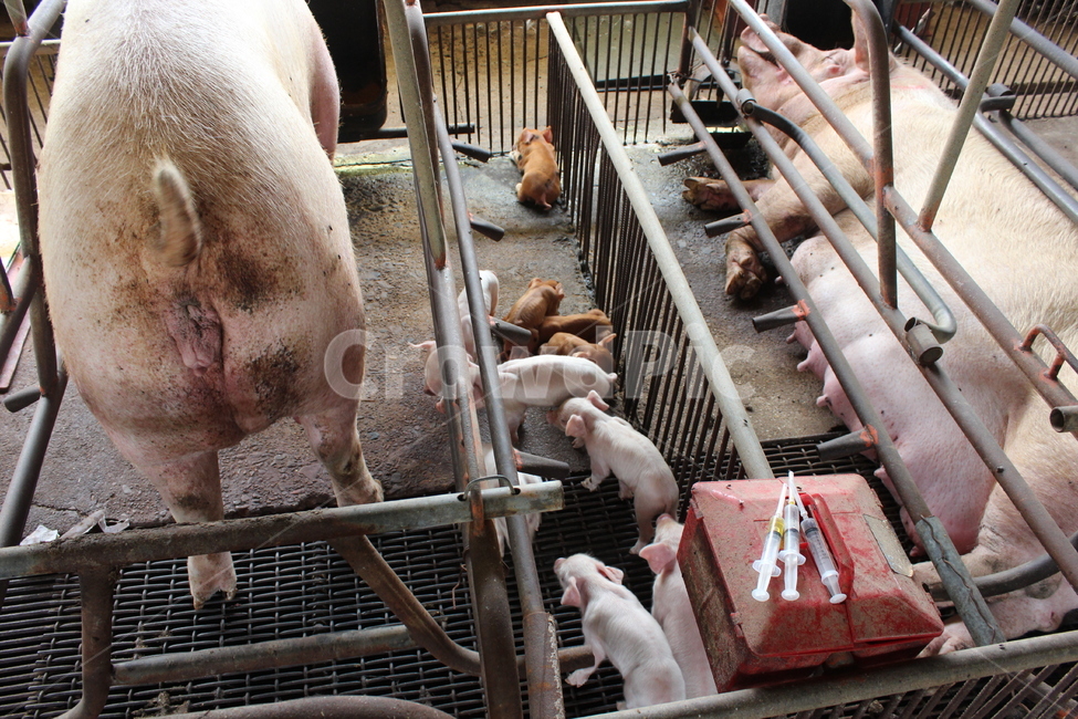 animal,동물,pig,돼지,돈사,동물,animal,포유류,mammal