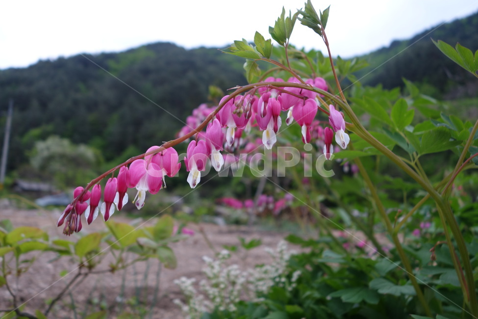 금낭화,꽃,자연,풍경,식물,식물,자연,plants,nature,꽃,flower