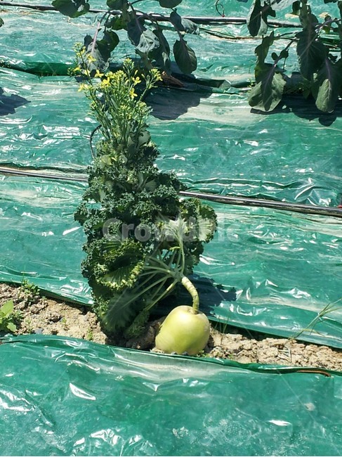 무,채소,식물,밭,재배,초록색,브로콜리,농작물,무우,텃밭,성장