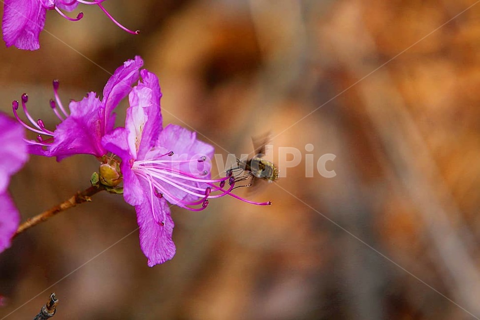 봄,꽃,봄꽃,진달래,꿀벌,벌,spring,bee,flower,식물,자연,plants,nature,꽃,flower,동물,animal,곤충,벌레,insect,bug