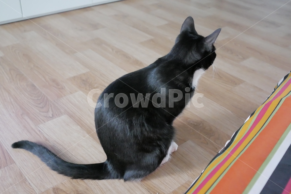 고양이,개냥이,동물,표정,얼굴,귀여운,동물,animal,포유류,mammal,고양이,cat,kitten,kitty