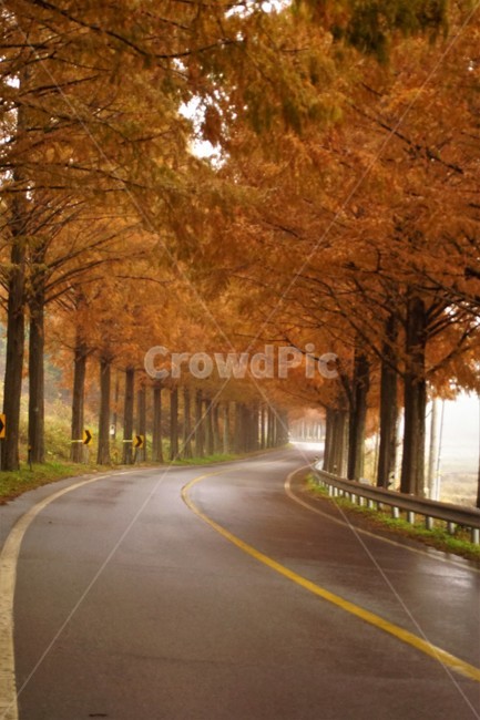 nature,tree,trees,natural scenery,emotion,fall,road,colonnade,plant,maple,Korean natural scenery,orangecolor,autumn,Metasequoia Road,orange color,Emotion,Maple,Fog