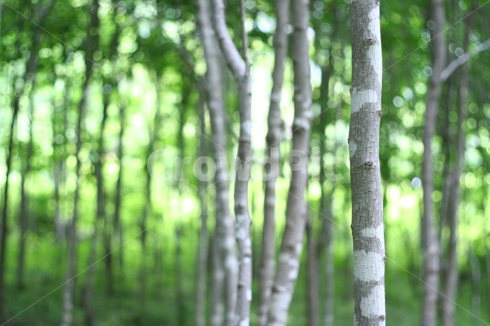 숲,나무,숲속,산림,나무들,나무,trees,wood