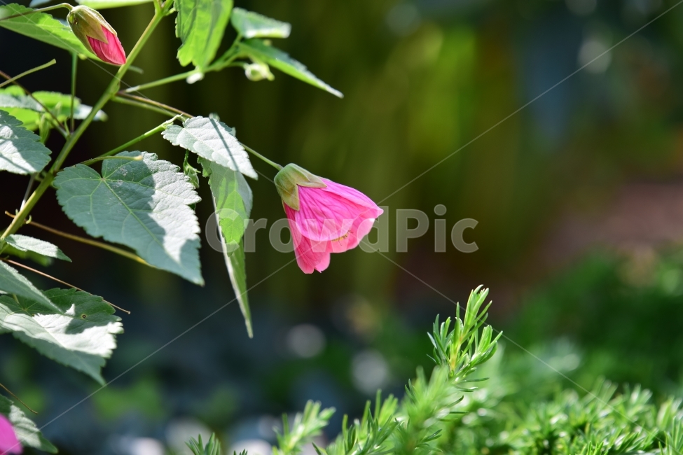 꽃,식물,분홍,봄,가을,여름,가을,계절,fall,autumn,season,식물,자연,plants,nature,꽃,flower,plant,leaf,잎