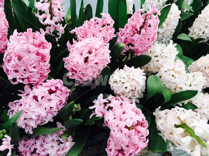 꽃축제,핑크색,꽃,축제,꽃말