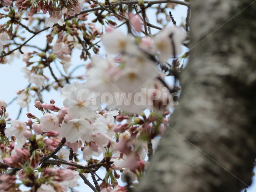 벚꽃,봄,나무,자연,하늘,분위기,사쿠라,꽃,감성,벚나무,배경화면,흰벚꽃,생명,sakura,cherryblossoms,spring,봄,계절,spring,season,plant,식물,flower,blossom