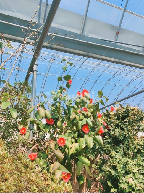 동백,동백나무,나무,꽃나무,식물,식물,자연,plants,nature,꽃,flower