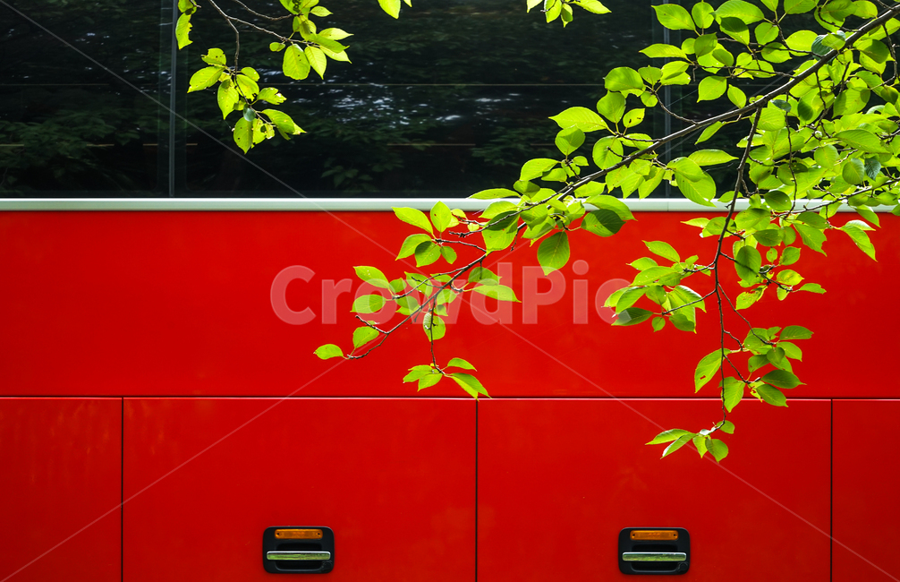 버스,차량,벚나무,잎,식물,유리창,빨강,녹색,식물,자연,plants,nature