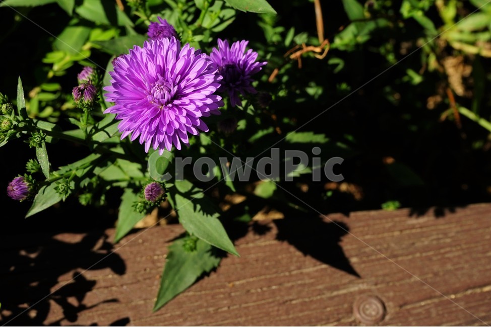 꽃,향기,계절,여름,녹색,빨강색,아름다움,자연,healing,nature,bloom,season,smell,식물,자연,plants,nature,꽃,flower