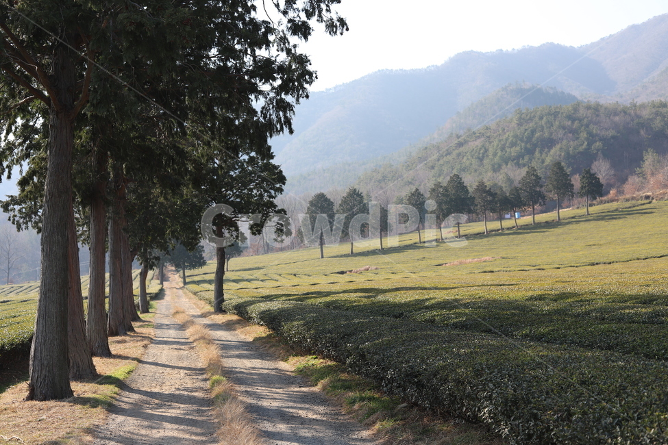 보성녹차밭,녹차,greentea,greenteaplantaion,길,road,흙길,나무,tree,outdoors,옥외,자연,풍경,nature,landscape