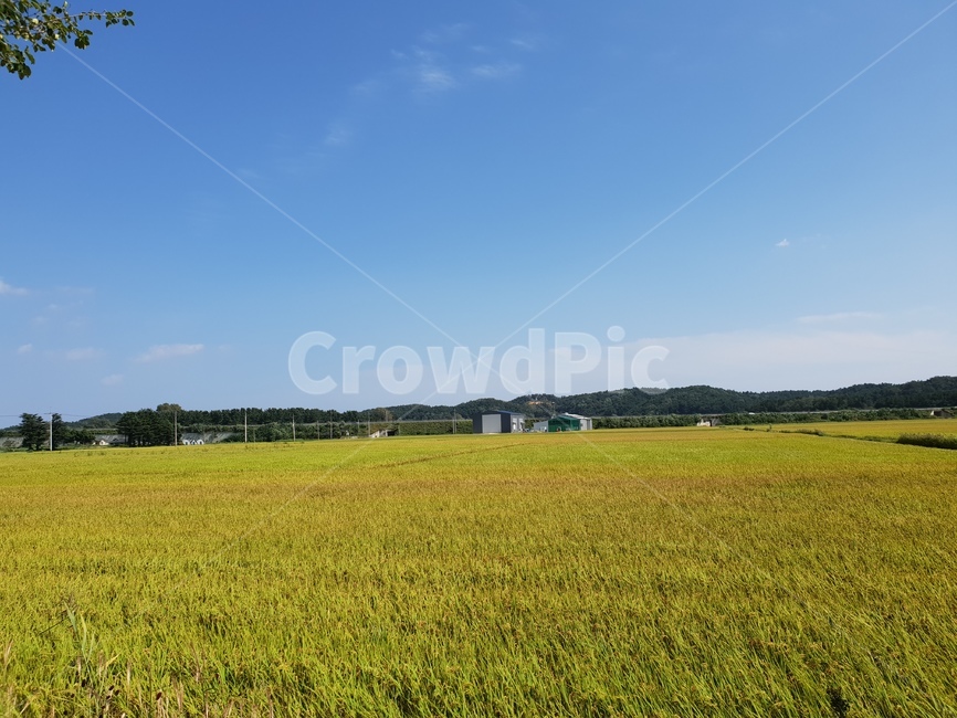 자연,들판,논밭,곡물,outdoors