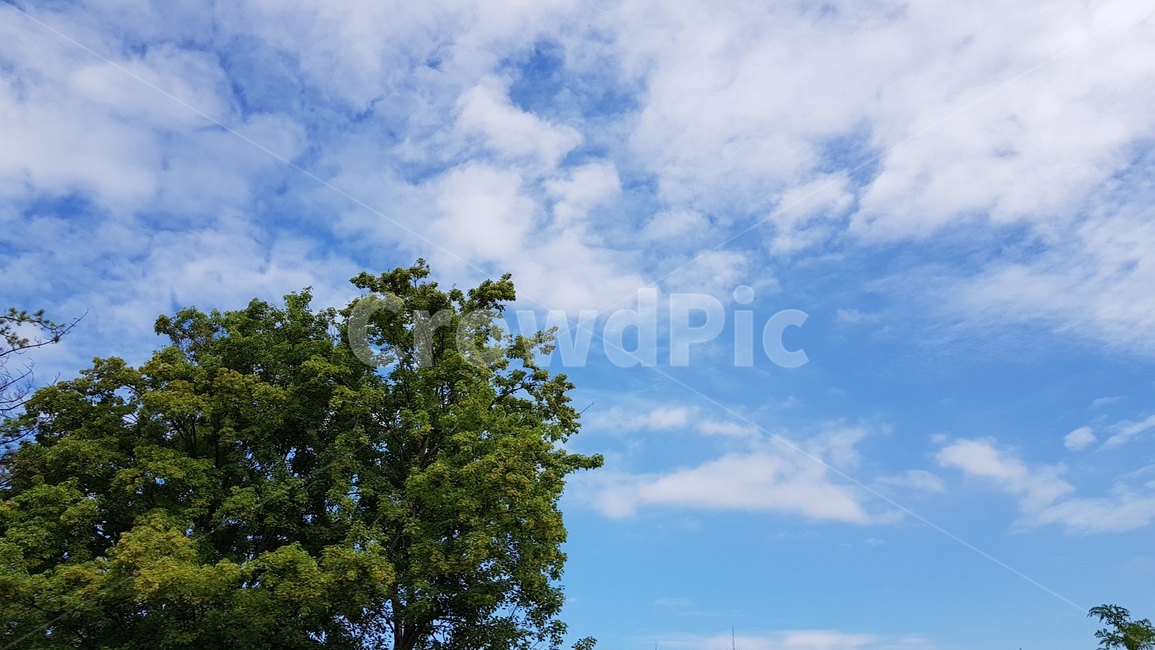 하늘,파란하늘,푸른하늘,구름,나무,자연,자연,풍경,nature,landscape