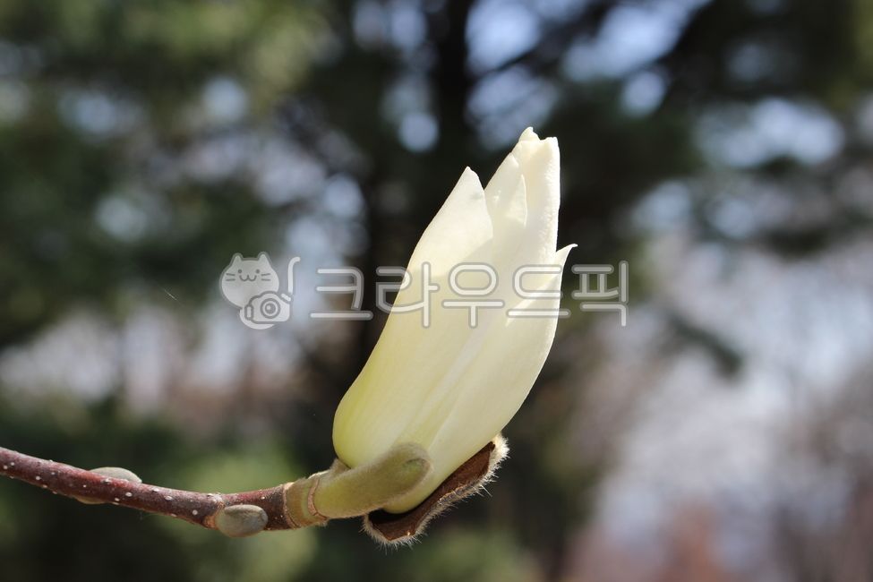 목련꽃,목련,꽃,봄,봄꽃,낙엽교목,식물,나무,목필,북향화,마그놀리아,매그놀리아,꽃말,백목련