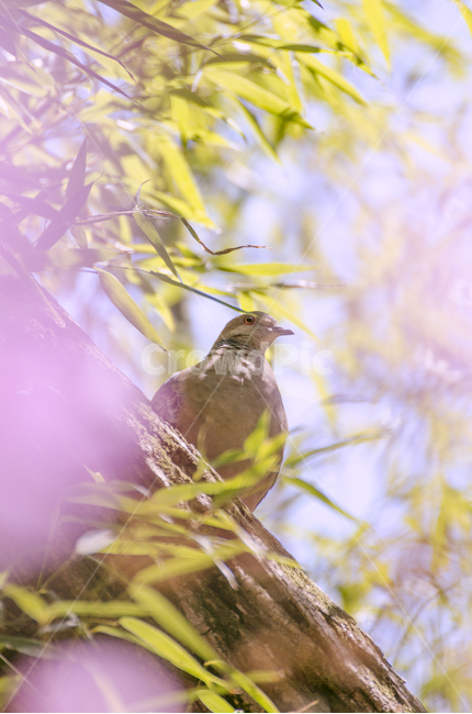 새,조류,봄,따듯함,bird,spring