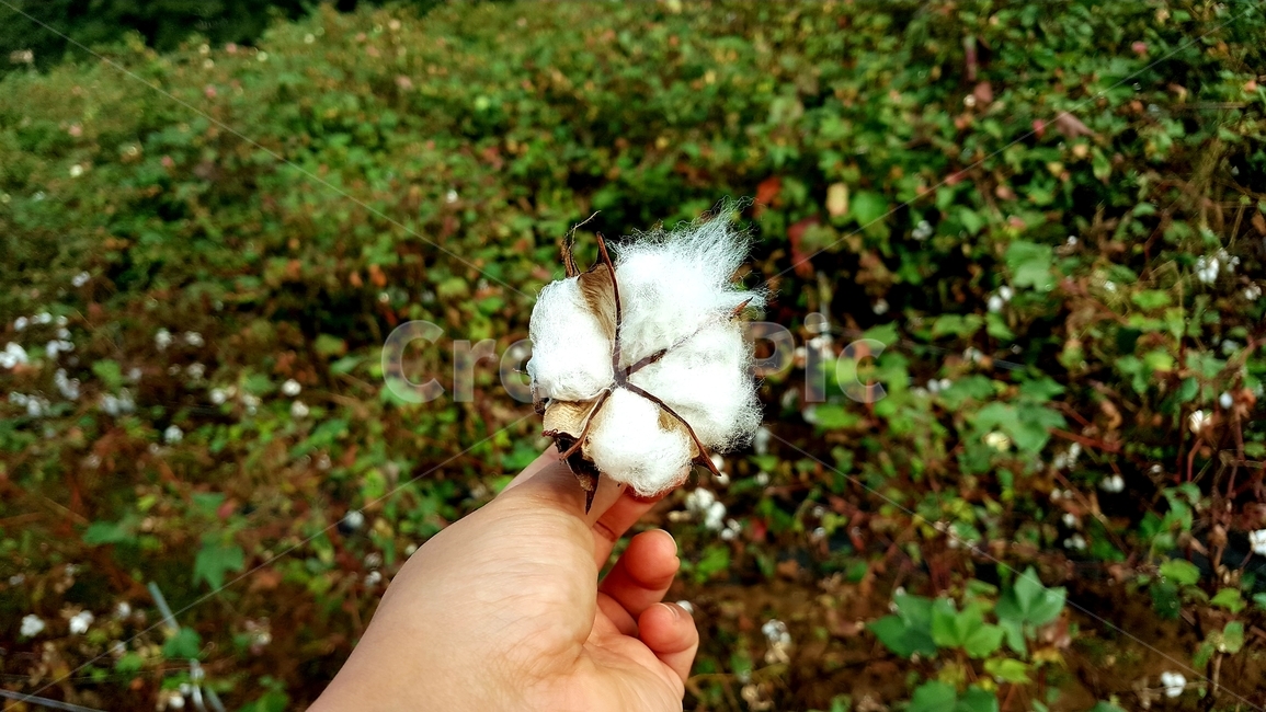 목화꽃,목화꽃활짝,하얀목화꽃,목화꽃한송이,꽃
