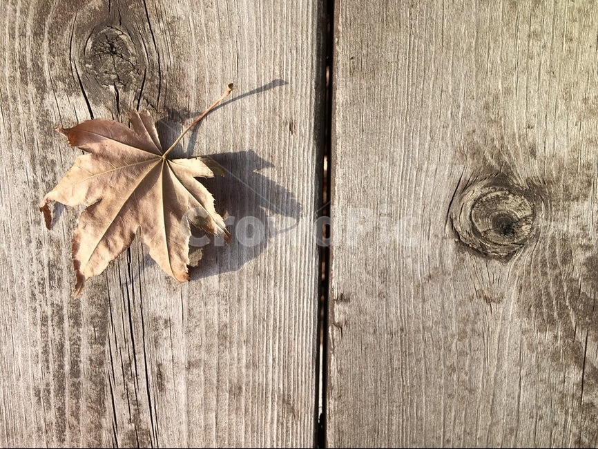 가을,단풍,나뭇잎,목재,테이블,가을,계절,fall,autumn,season,leaf,잎,plant,식물